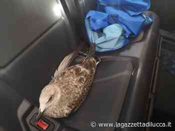 La polizia salva un gabbiano con un'ala spezzata - La Gazzetta di Lucca