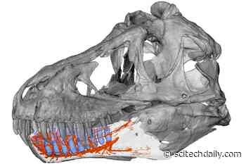 T. Rex’s Huge Jaw Had Nerve Sensors To Make It an Even More Fearsome Predator