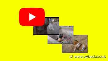 On YouTube, you’re never far from a dying kitten