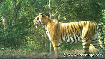 Frontline forest staff of Assam’s Manas Tiger Reserve praised for conservation work - EastMojo