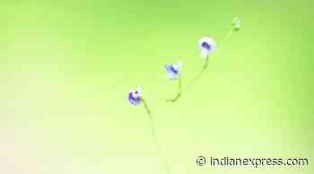 Carnivorous plants found in Girnar forest, say researchers of BKNMU - The Indian Express