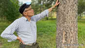 As timber prices grow, forest owners in Sweden say they aren't paid a fair share - Eye on the Arctic