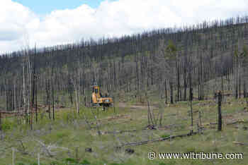 BC First Nations demand full participation in development of province's forest policy – Williams Lake Tribune - Williams Lake Tribune