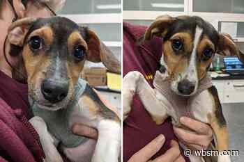 Inseparable Fall River Puppies Looking to Share a Forever Home - wbsm.com