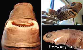 Ferocious cookiecutter shark mostly eats little critters, study says