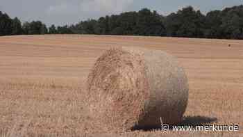 Ernte 2021 im Landkreis Dachau: Zu nass, zu kalt, zu spät - Merkur Online