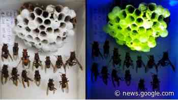 Strange wasp nests glow neon green under UV light - Livescience.com