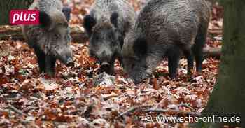 Raunheim Raunheim: Wildschweine drängen an Waldrand - Echo Online