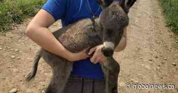 3-week old miniature donkey named Sebastian allegedly taken from Halton Hills farm: police