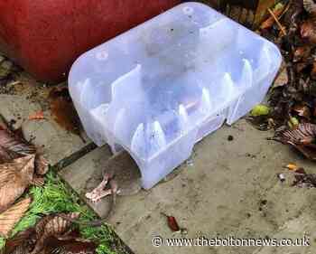 Concerns as increase of rats reported in Westhoughton - The Bolton News