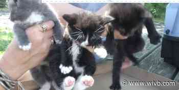 Kittens tossed away in a dumpster in Town of Tonawanda now looking for their fur-ever home