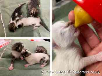 Day-old kittens die after being dumped in a bush in Lancashire