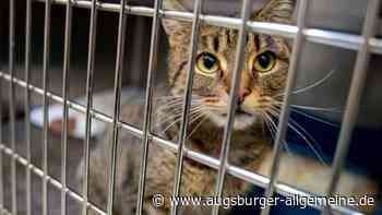 Unbekannte setzen Katze auf Parkplatz in Elchingen aus