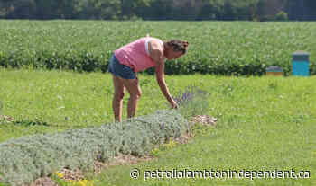 St. Clair couple calls for more rules for biosolids application - petrolialambtonindependent.ca