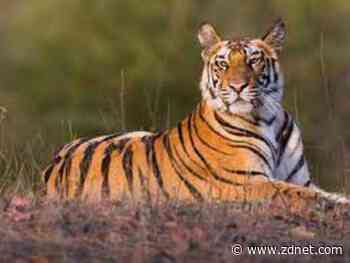 Graph databases must meet developers and business analysts on their own turf