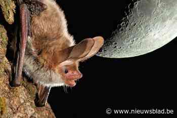 Ga hier dit weekend mee vleermuizen zoeken