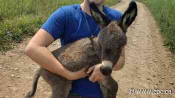 3-week-old miniature donkey allegedly stolen from Halton Hills farm