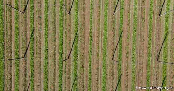 Hopfenbauern erwarten gute Ernte