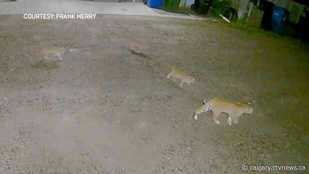 Bobcats make residents nervous in southwest Calgary