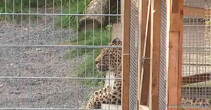 Schock beim Fotoshooting – Leopard verletzt Model schwer