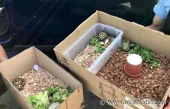 Il tombe en panne sur l’autoroute, les gendarmes découvrent des tortues d'Hermann de contrebande dans son coffre