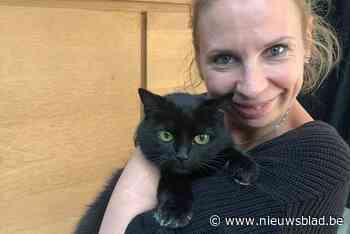 Vrouw uit Schoten vindt haar vermiste kat na vijf jaar terug in asiel van ... Schoten