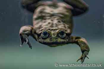 Endangered frogs with unfortunate nickname go on display at zoo - St Helens Star