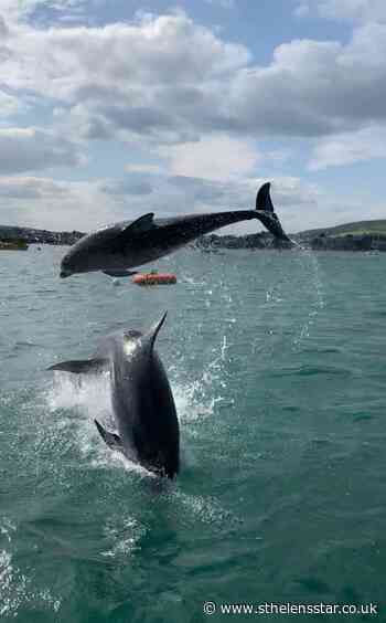Dolphins thrill viewers as Swanage Bay video goes viral - St Helens Star