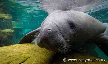 Manatees are dying in record numbers due to starvation as their habitat is destroyed by pollution