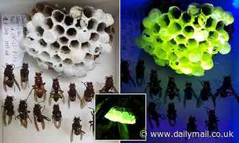 Paper wasp nests are found to glow neon GREEN under UV light - and scientists aren't sure why 