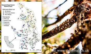 Climate change and drought are causing a tree-killing disease to expand in the Sierra Nevada