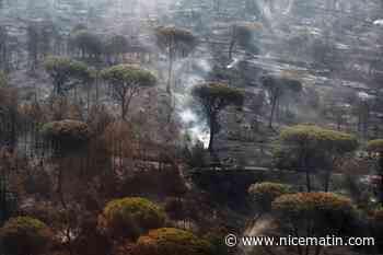 Feu de Gonfaron: le député Loïc Dombreval souhaite un rapport sur les dégâts occasionnés sur la faune