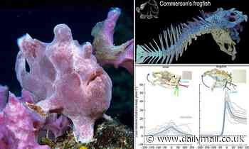 Fish can bend their heads upward like land-based animals, but have to flex their entire spine