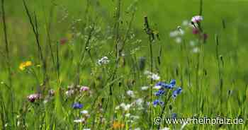 Wiese muss Parkplätzen weichen - Reichenbach-Steegen - DIE RHEINPFALZ - Rheinpfalz.de