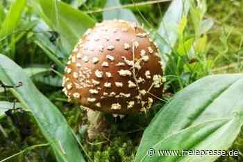 Zunahme eines Giftpilzes bereitet Beratern im Vogtland Sorgen - Freie Presse