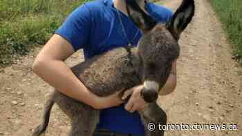 Police search for three-week-old miniature donkey allegedly stolen from Ontario farm