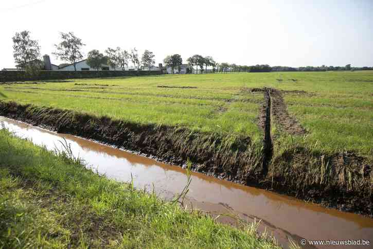 Landbouwers in Netevallei blijven achter met verwoeste oogst na overstromingen van 16 juli: “Hopen op erkenning als ramp, want verzekering wordt niets”