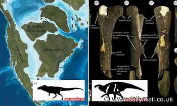 T. rex had an East Coast cousin! Terrifying tyrannosaurs once roamed Appalachia 85 million years ago