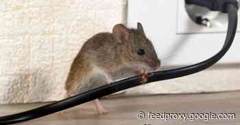 How a gaming mouse can get you Windows superpowers!