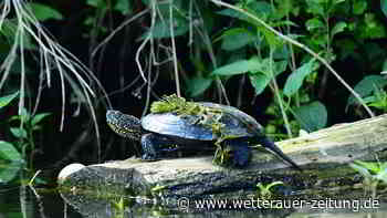Sensation an der Nidda bei Karben: „Alles unternehmen, um Vorkommen zu schützen“ - Wetterauer Zeitung