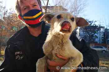 Wallace offers hope on Kabul airlift for shelter staff and animals - Barrhead News