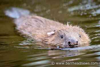 Beavers to be released into the wild under 'cautious' Government plans - Barrhead News