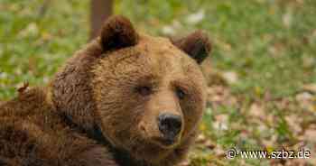 Sindelfingen: Sindi fühlt sich im Bären-Altersheim pudelwohl - Sindelfinger Zeitung / Böblinger Zeitung