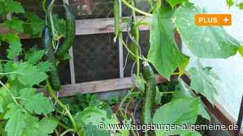 Bund Naturschutz gibt Tipps: Reiche Ernte nach getaner Gartenarbeit - Augsburger Allgemeine