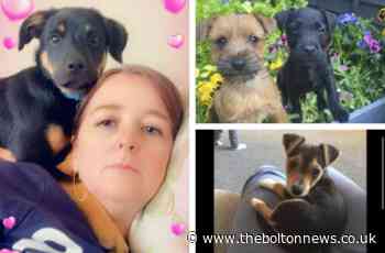 NATIONAL DOG DAY: We pick some of our favourite furry friends to celebrate the prize pooches in Bolton