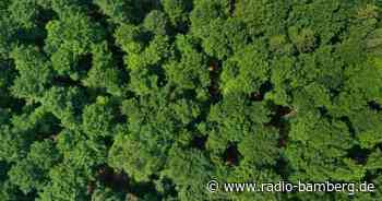 Niedrige Waldbrandgefahr in Oberfranken