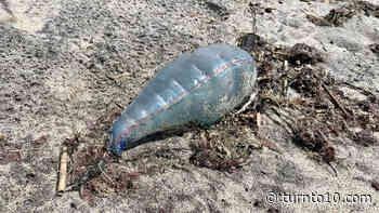 Portuguese men o' war spotted at multiple Rhode Island beaches - WJAR