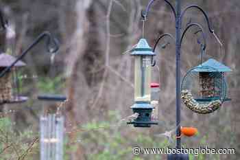 You can put your bird feeders back up in Rhode Island - The Boston Globe