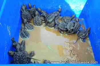 Turtle hatchlings on the move in North Hastings - Bancroft This Week