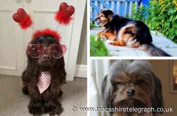NATIONAL DOGS DAY: Paws and look at some of the cutest furry doggos in East Lancashire
